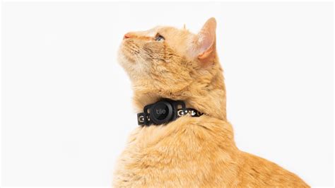 Tile for felines: How often do cats get lost and how can you track them?